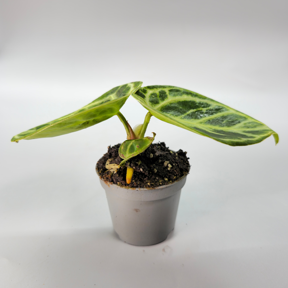 Anthurium Crystallinum Dorayaki