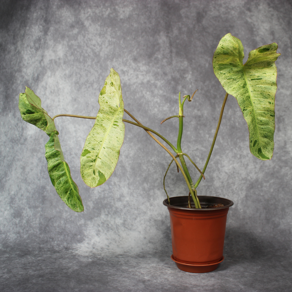 Philodendron Paraiso Verde