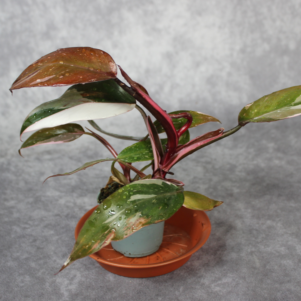 Philodendron Red Anderson