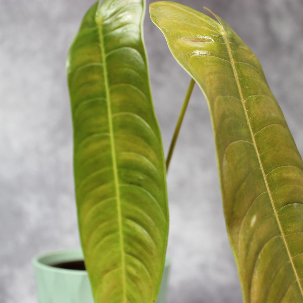 Philodendron Sharoniae