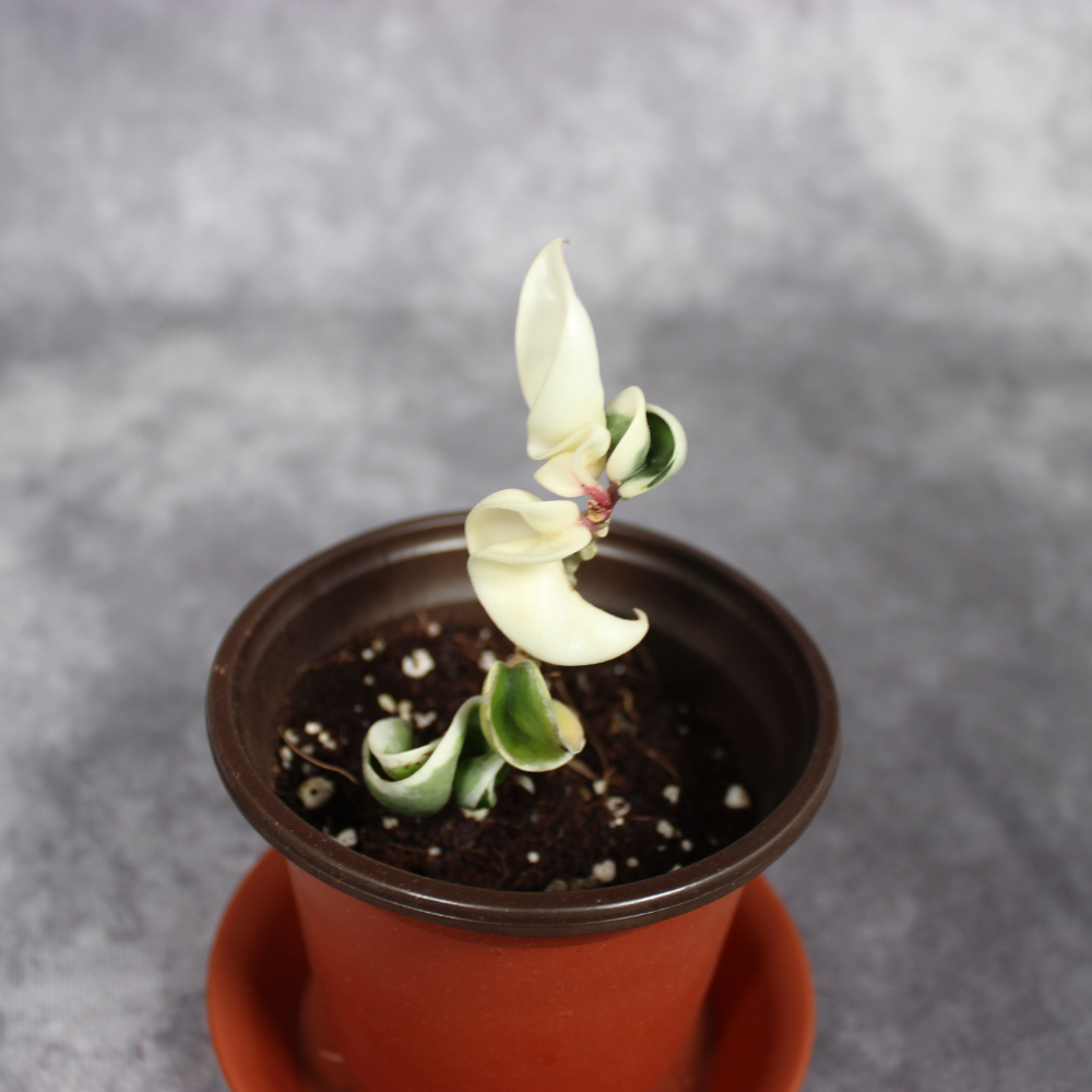 Hoya Carnosa Compacta Margin Variegated