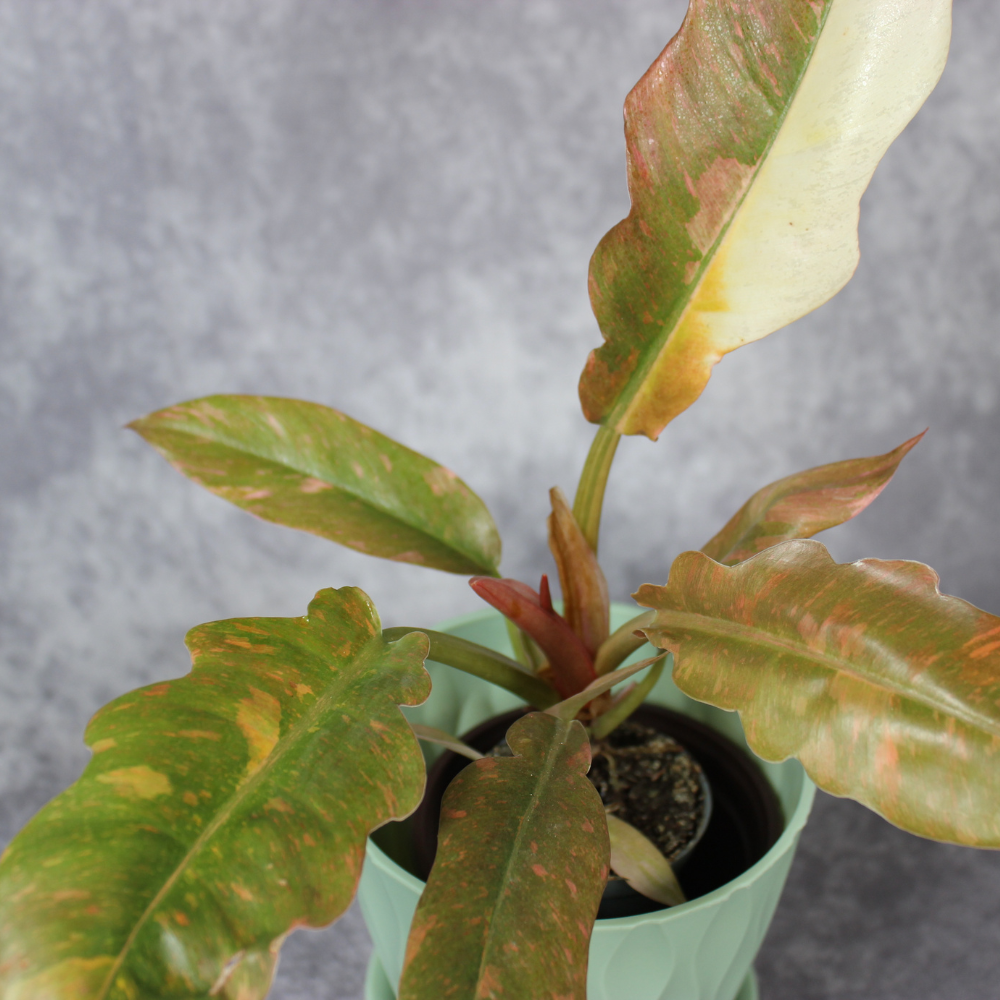 Philodendron Ring of Fire