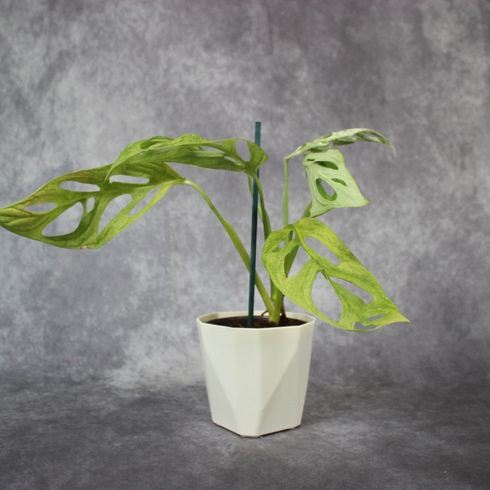 Monstera Adansonii Variegated Indo