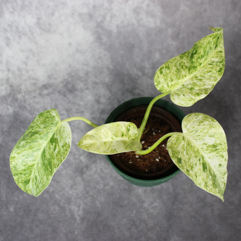Philodendron Giganteum Blizzard Variegated