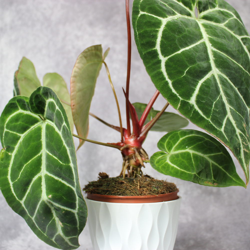Anthurium Crystallinum