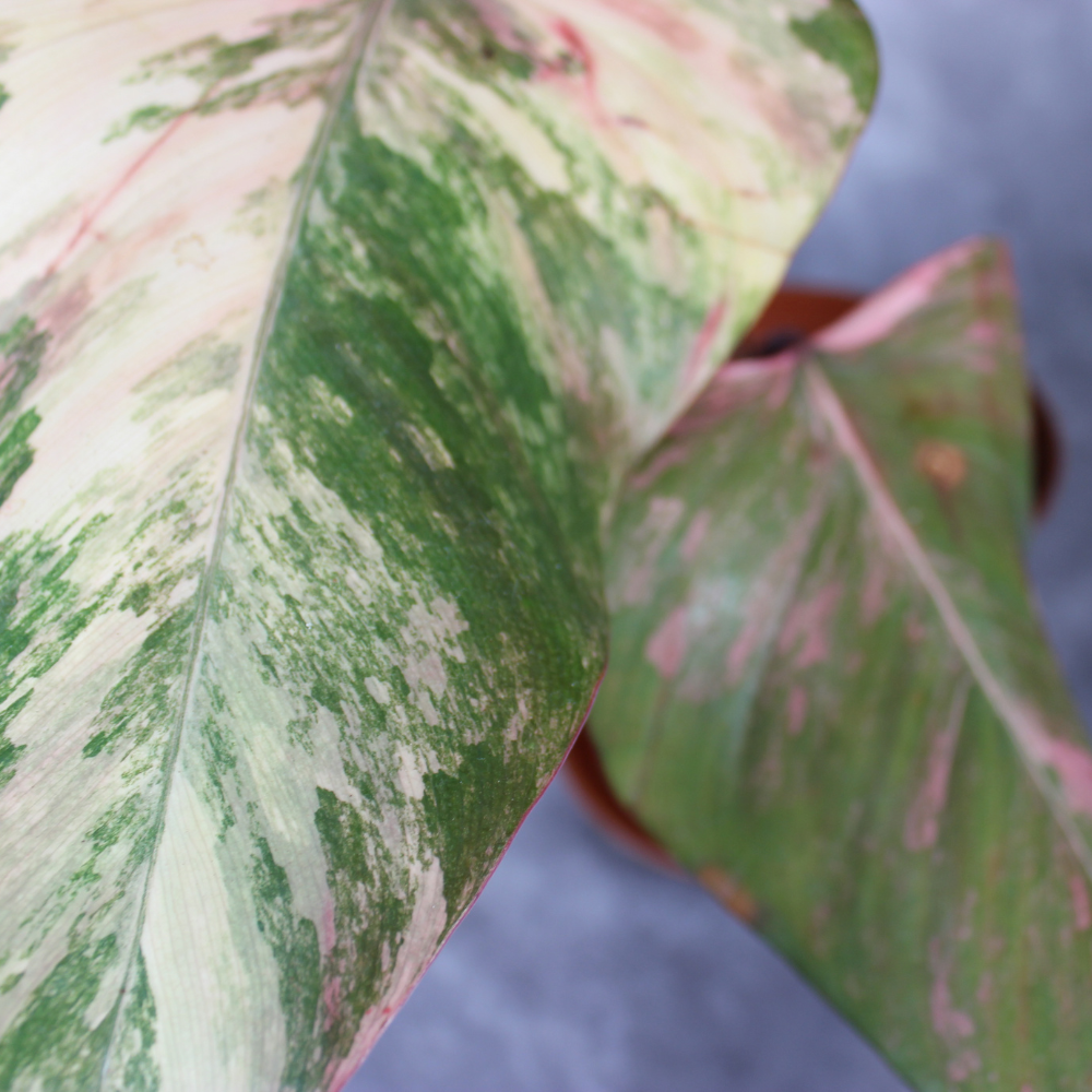 Philodendron Erubescens Red Emerald Marbled Rare Houseplant – Odd Leaf
