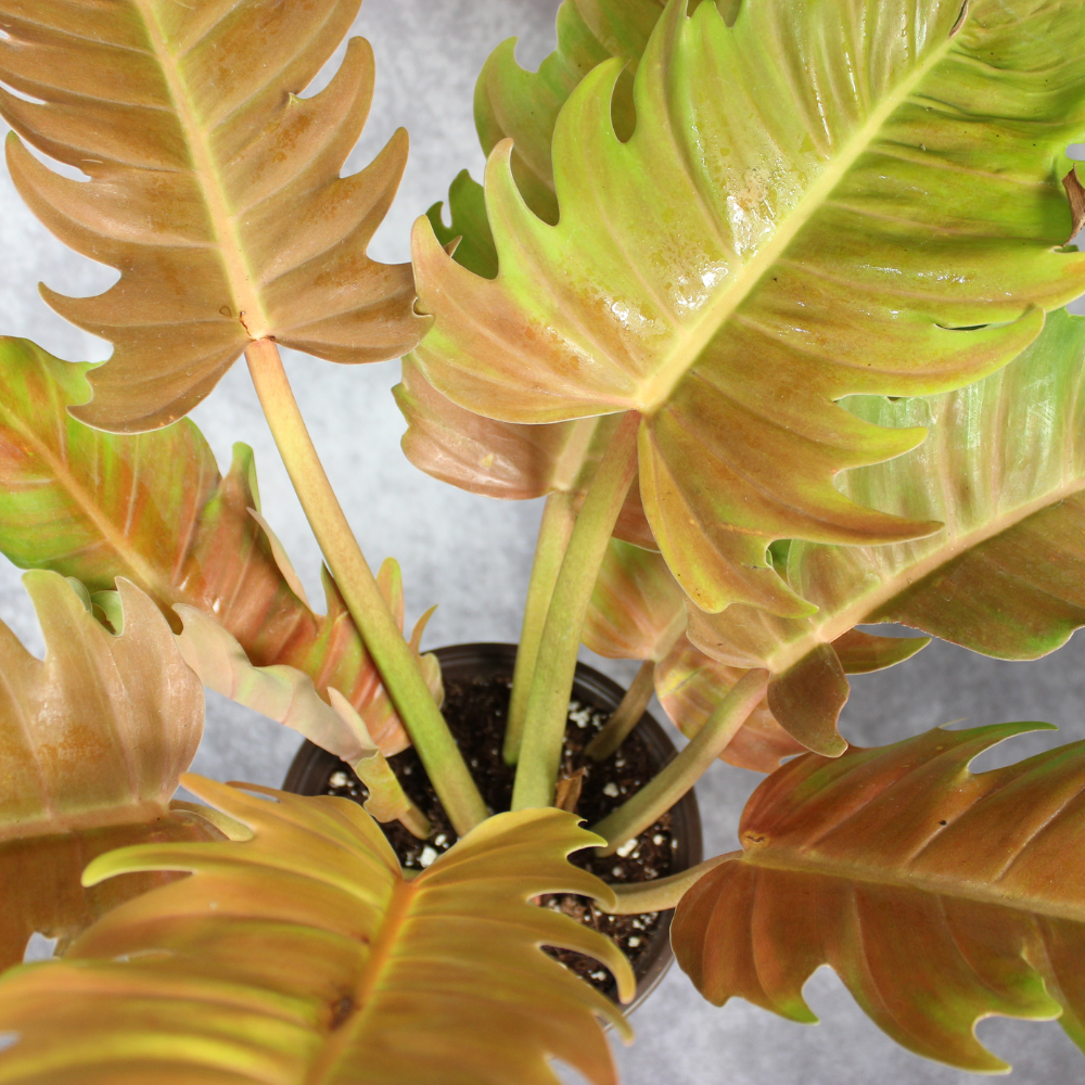 philodendron serratum Philodendron Golden Serratum – Odd Leaf