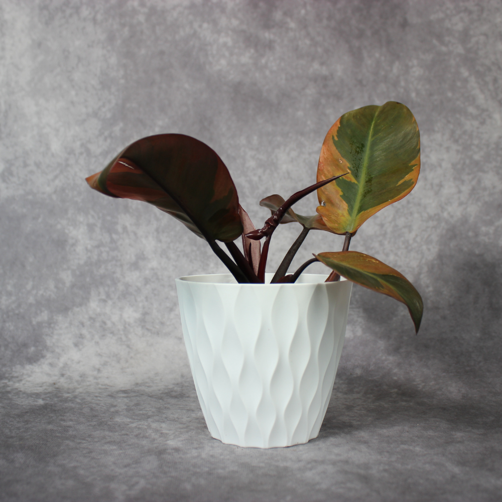 Philodendron Black Cardinal Variegated No2.
