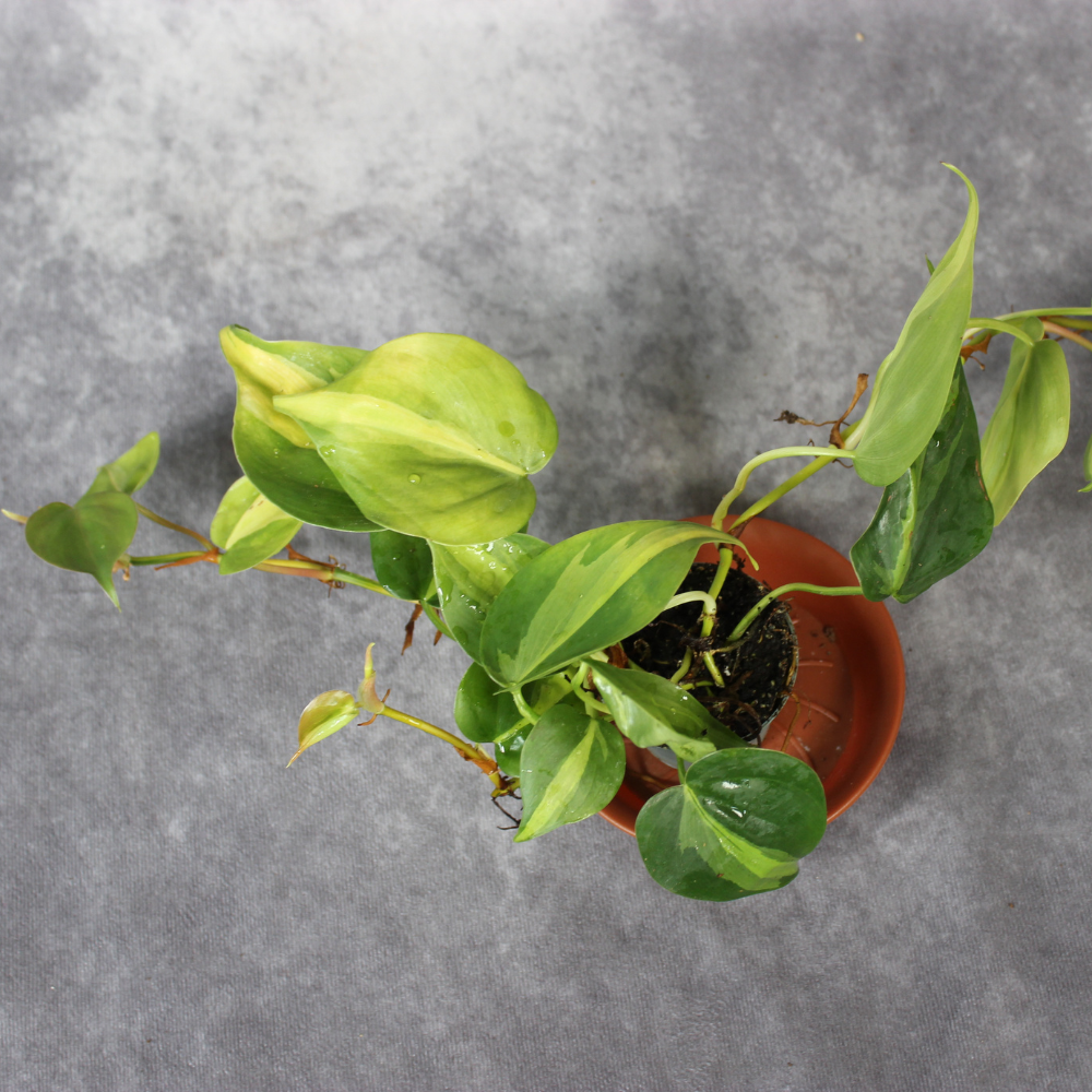 Philodendron Scandens Brasil