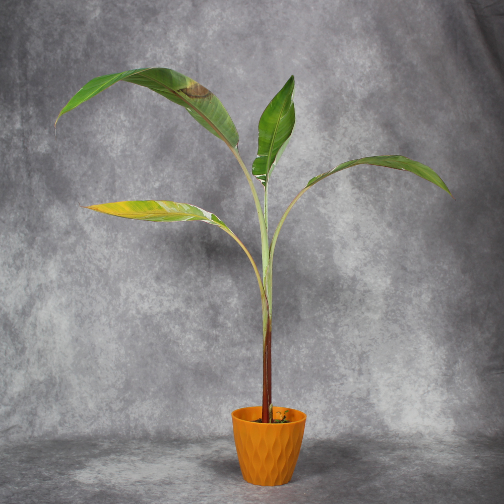 Musa Florida Variegata