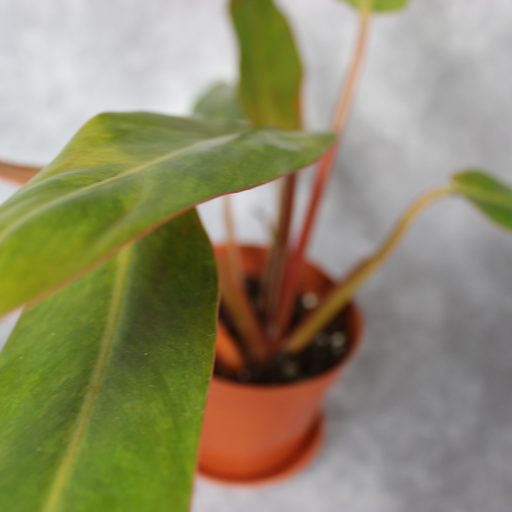 Philodendron Orange Marmalade (Straight)