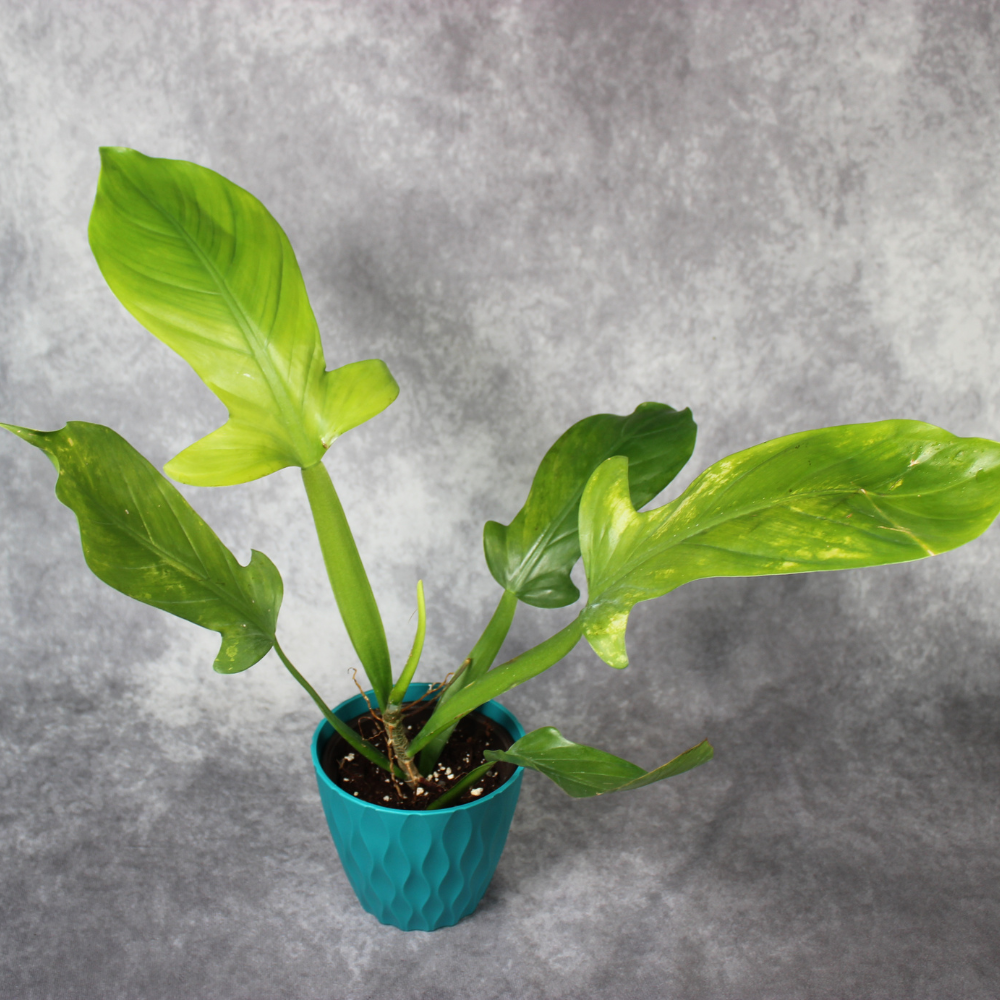 Philodendron Applanatum