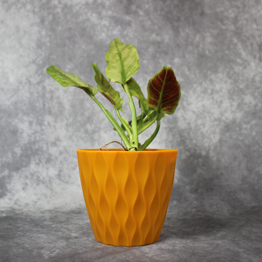 Philodendron Subhastatum Variegated Balleroy