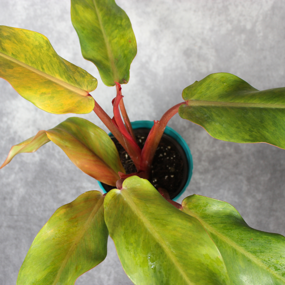 Philodendron Orange Marmalade (Wavey)