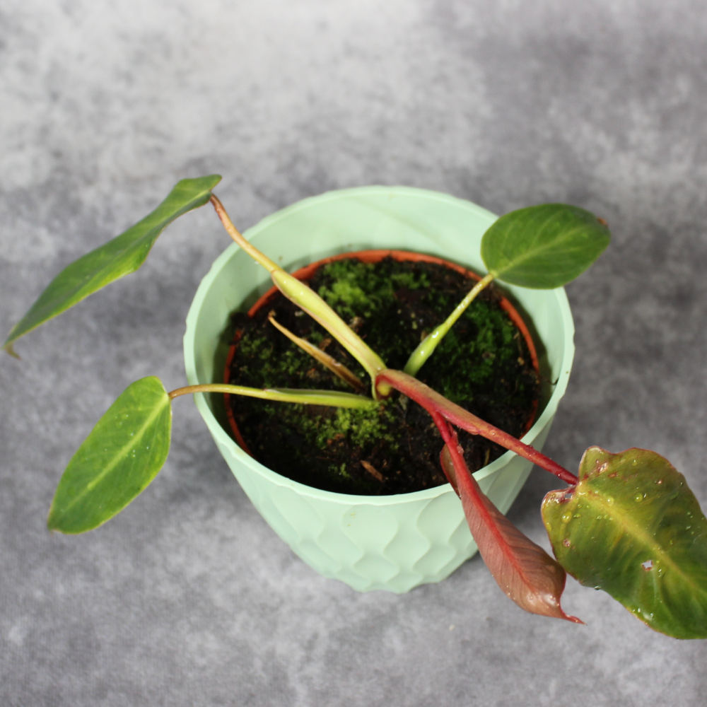 Philodendron Spiritus-Sancti