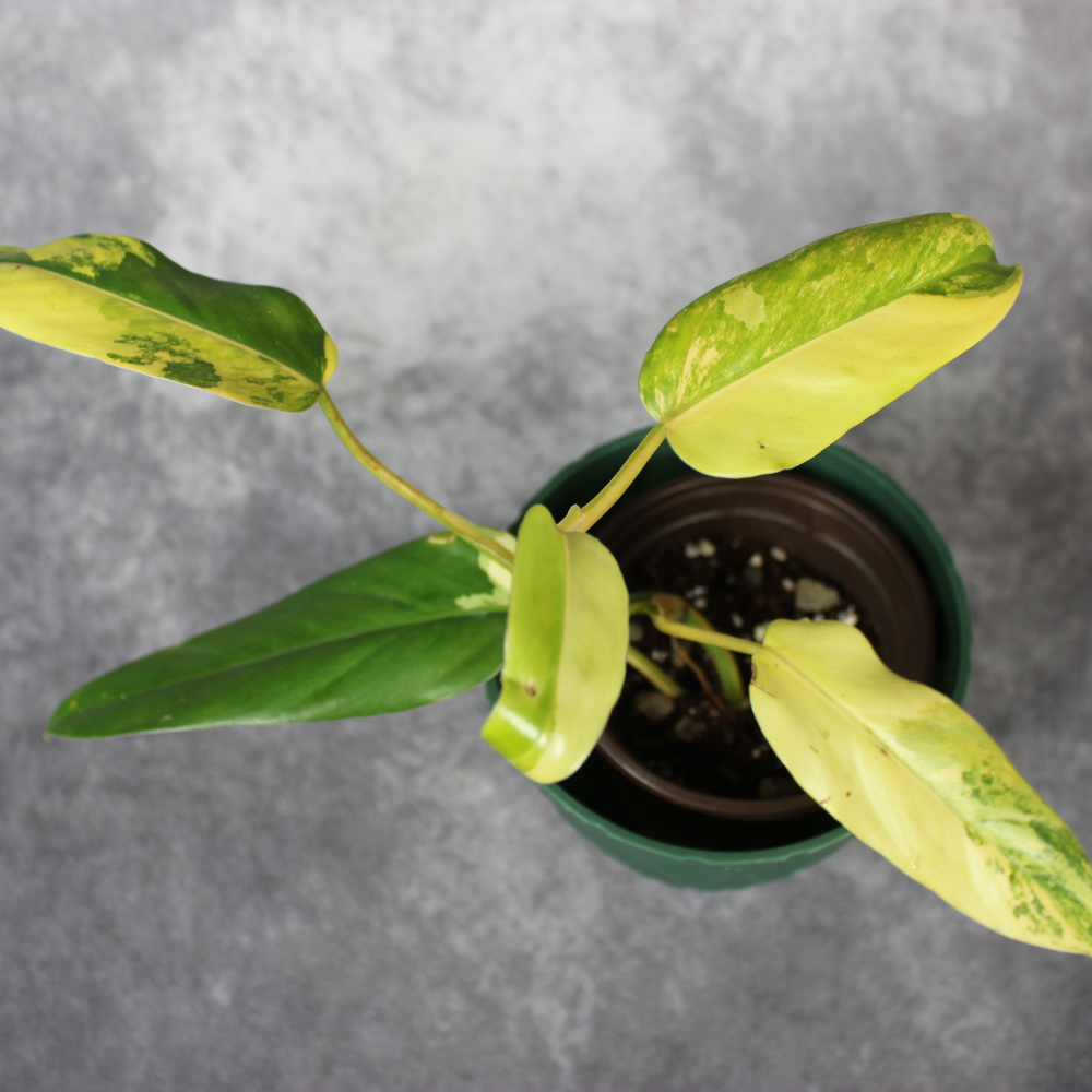 Philodendron Hastatum Domesticum Variegated