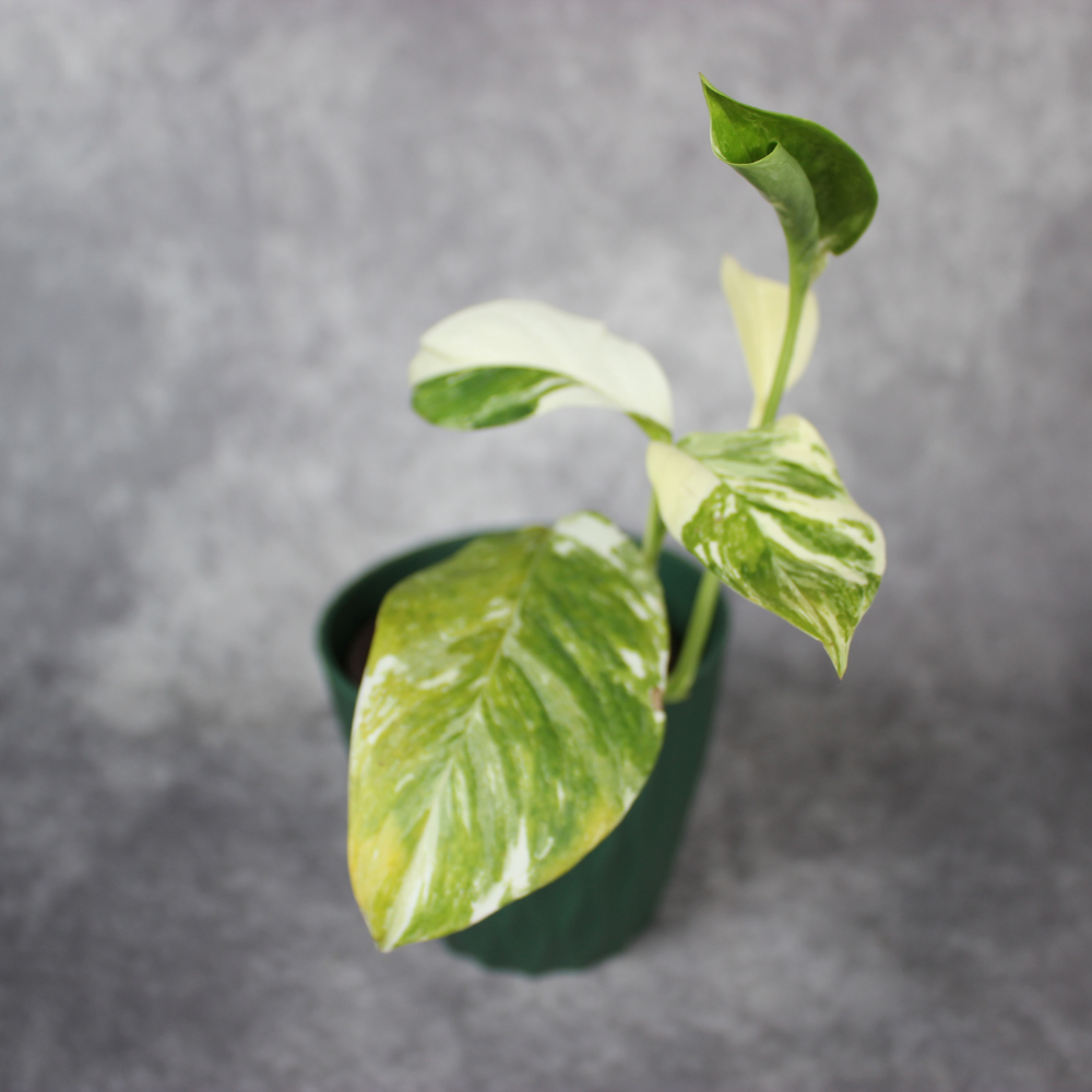 Monstera Lechleriana - Variegated