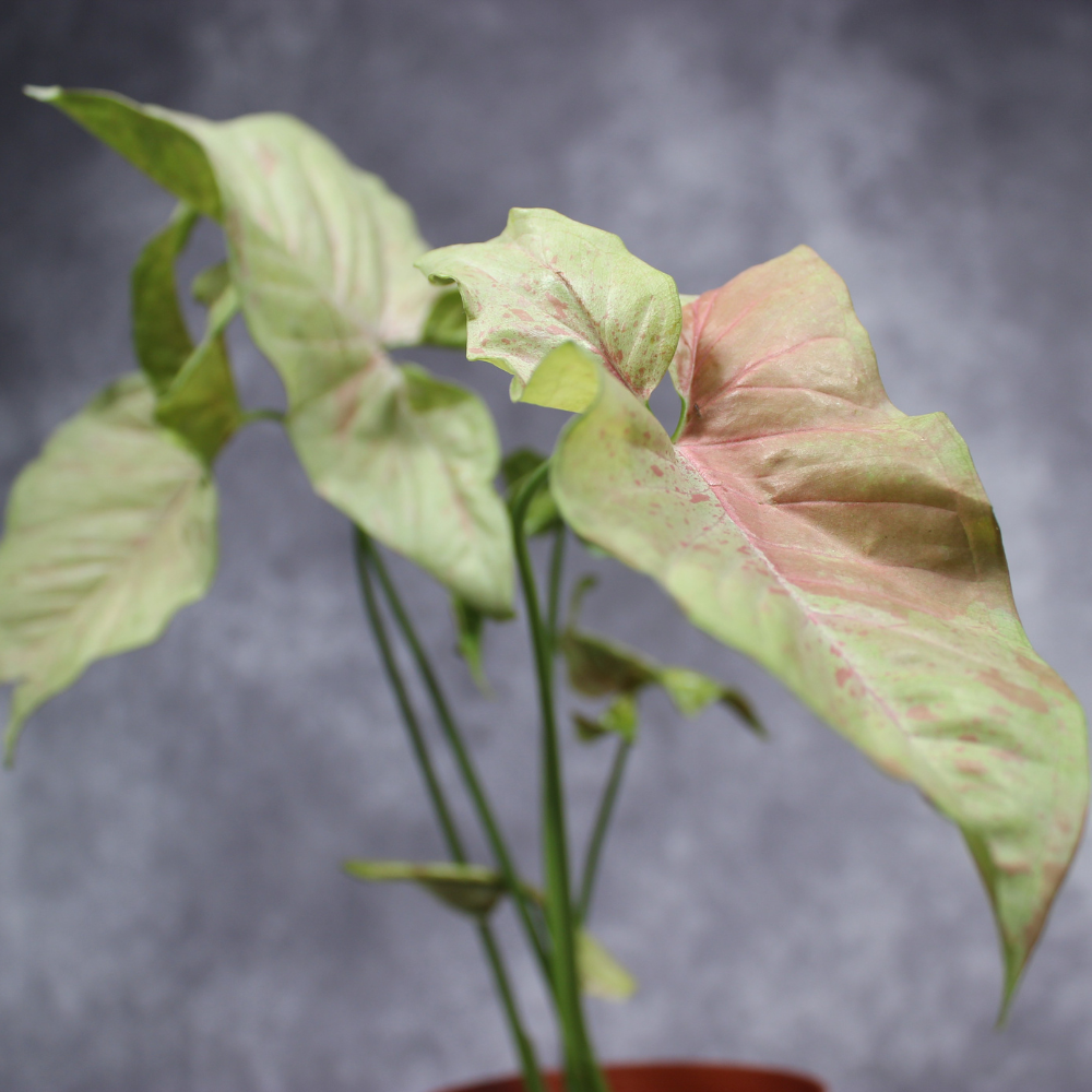 Syngonium Podophyllum Milk Confetti