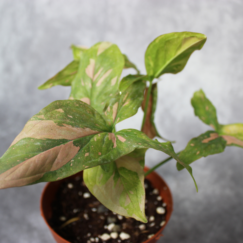 Syngonium Podophyllum Variegated  Pink Splash