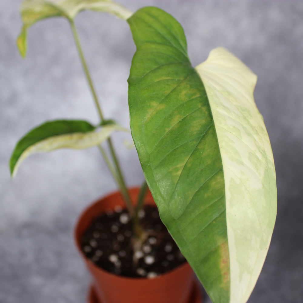 Syngonium Podophyllum Yellow Variegata