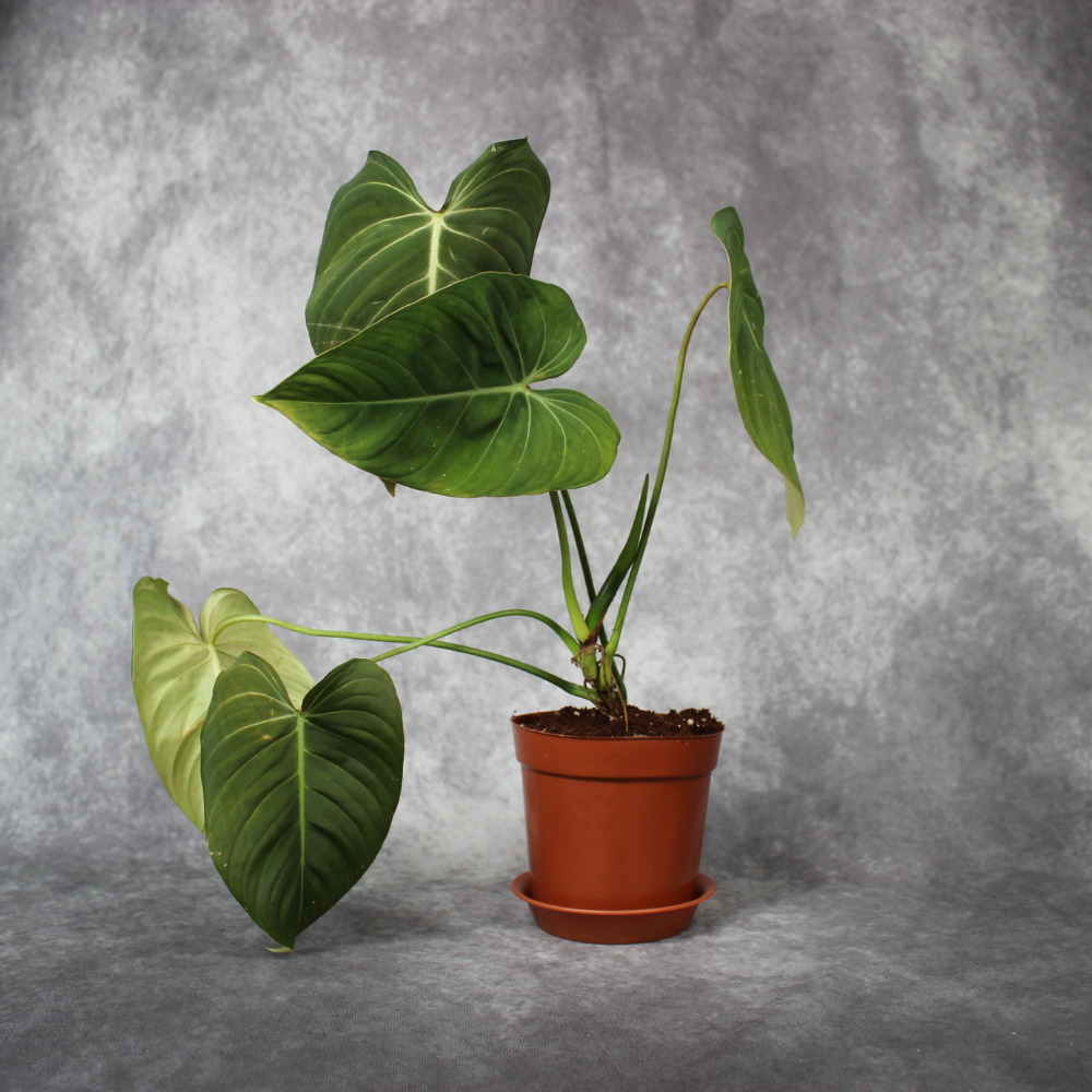 Philodendron Glorious (Gloriosum X Melanochrysum)