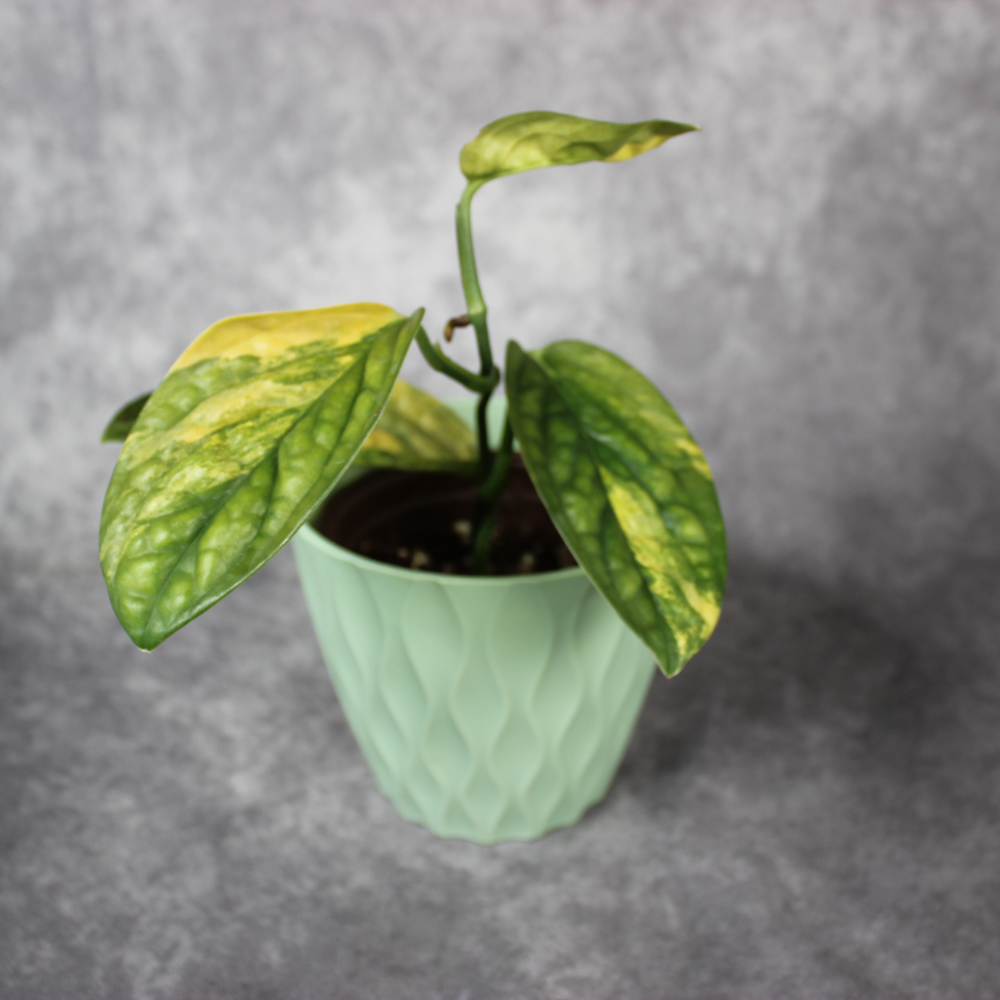 Monstera Peru Variegated