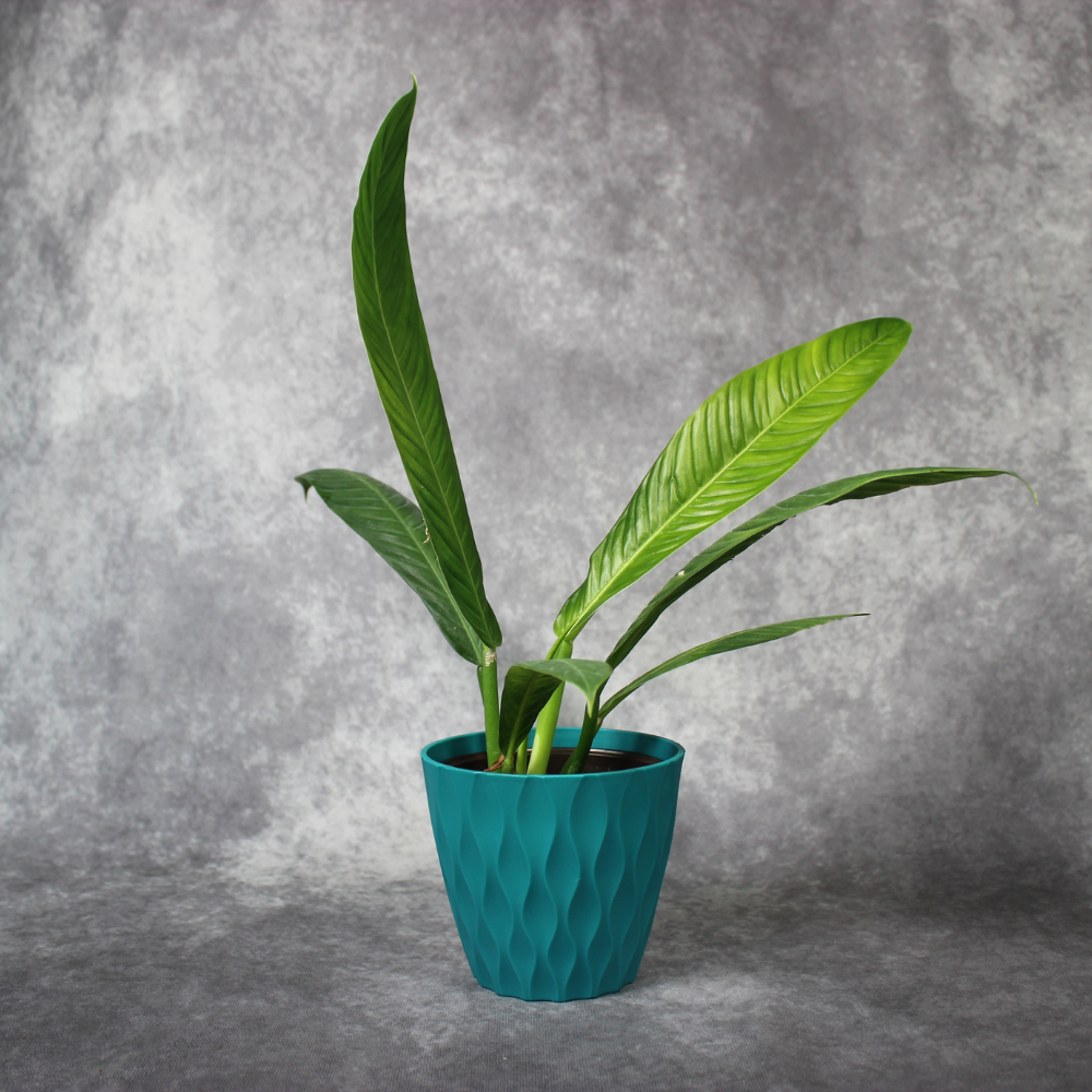 Philodendron Lynette Campii