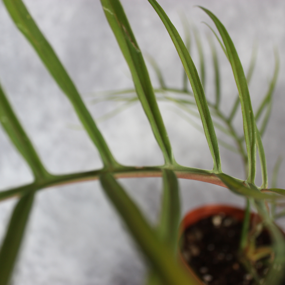Philodendron Tortum