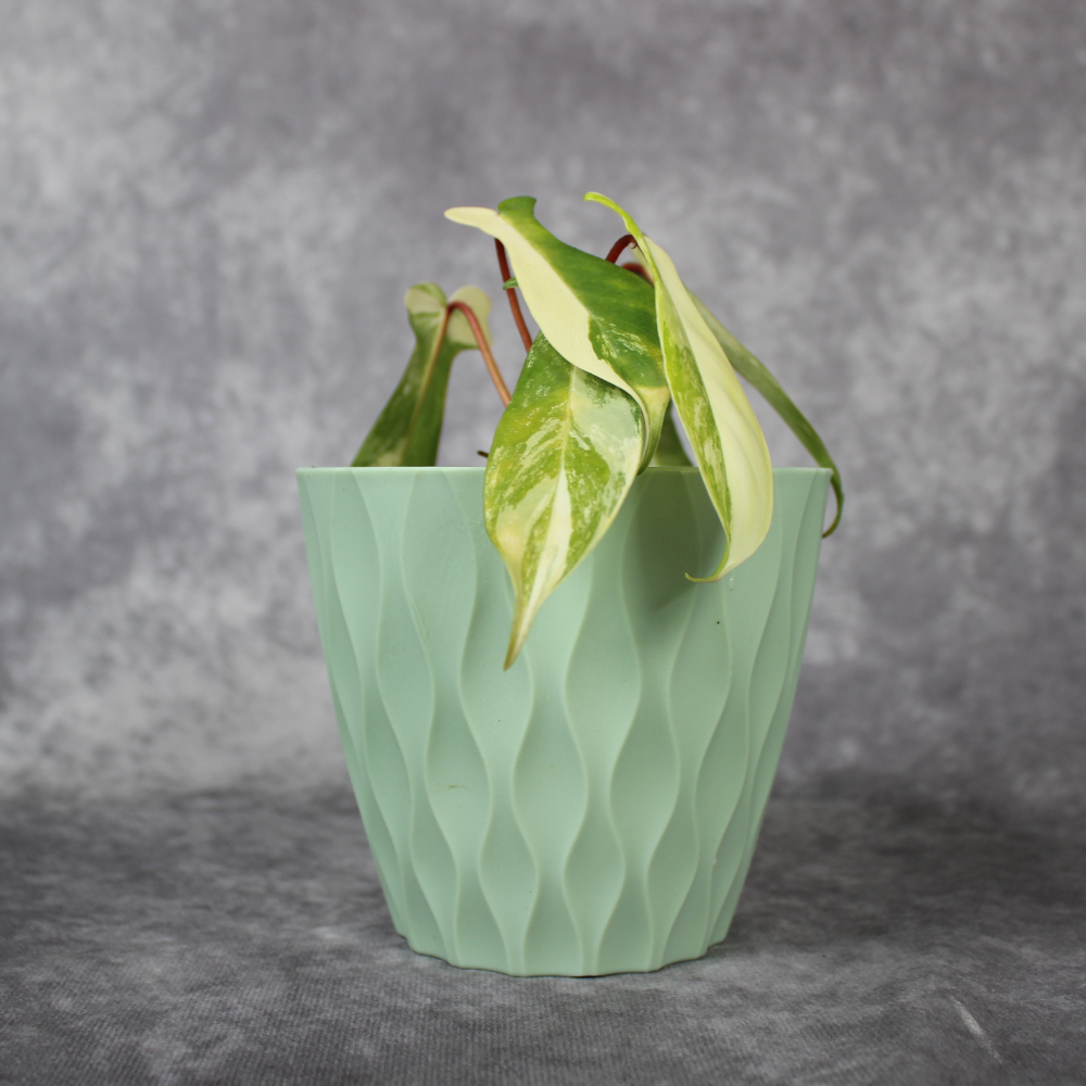 Philodendron Florida Beauty Variegated
