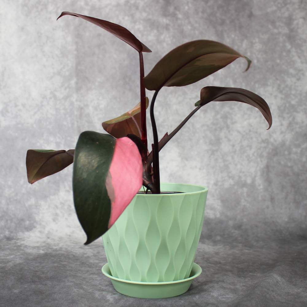 Philodendron Pink Princess