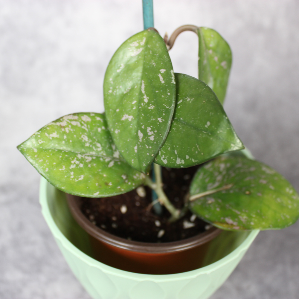 Hoya Carnosa Oval and Splash Leaf
