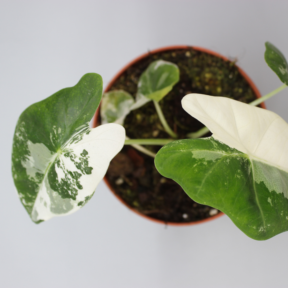 Alocasia Micholitziana Frydek Variegata