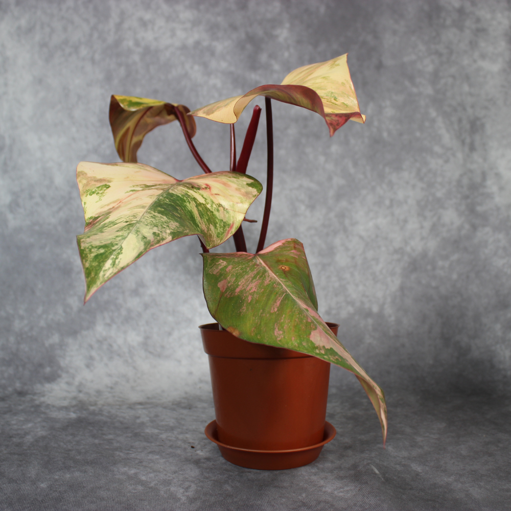 philodendron erubescens ruby Philodendron Erubescens Red Emerald Marbled Rare Houseplant – Odd Leaf