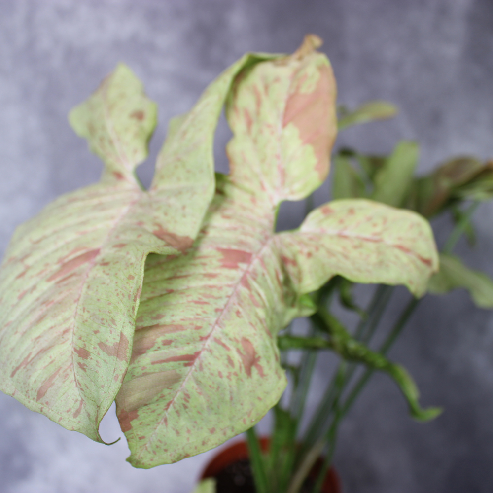 Syngonium Podophyllum Milk Confetti