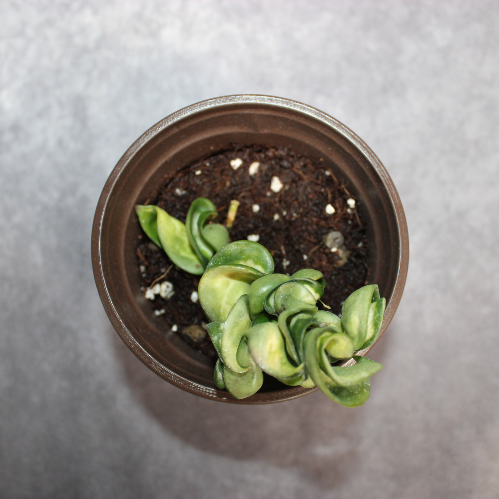 Hoya Carnosa Compacta Variegated