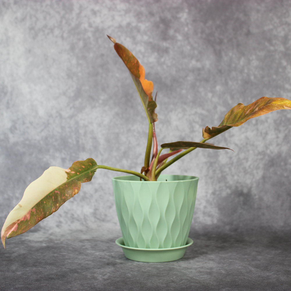 Philodendron Ring of Fire