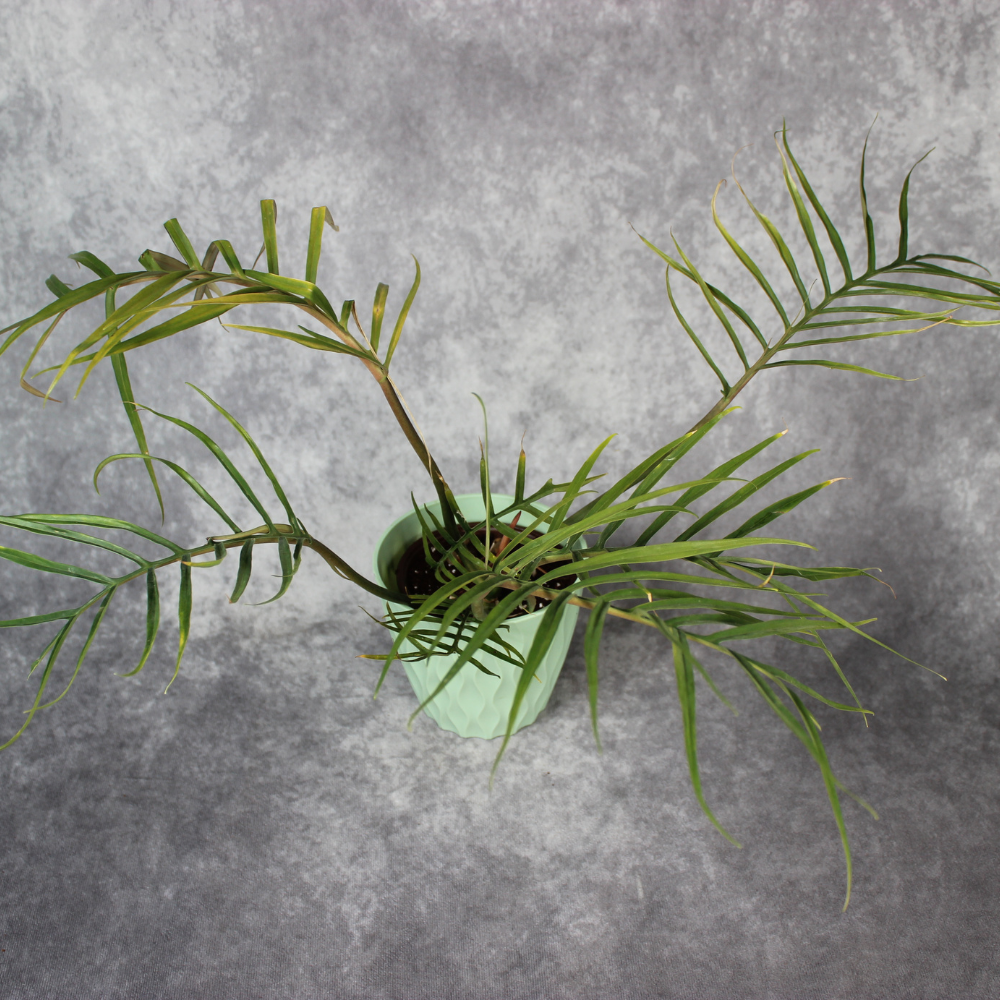 Philodendron Tortum