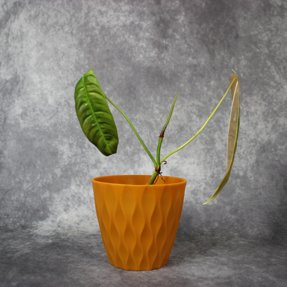 Philodendron Sharoniae