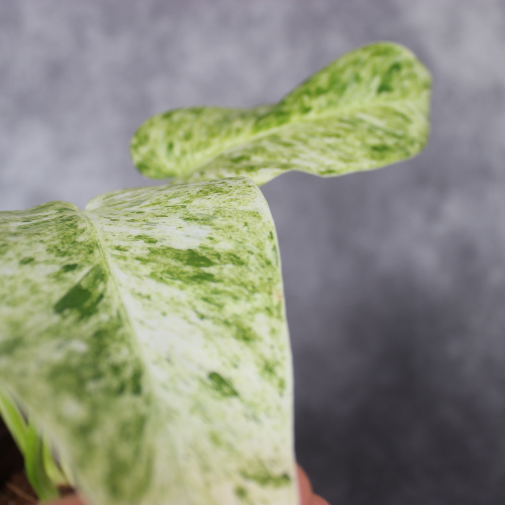 Philodendron Giganteum Blizzard Variegated