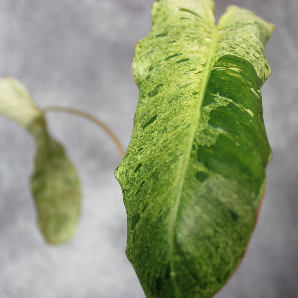 Philodendron Paraiso Verde