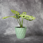 Monstera Adansonii Variegated Indo