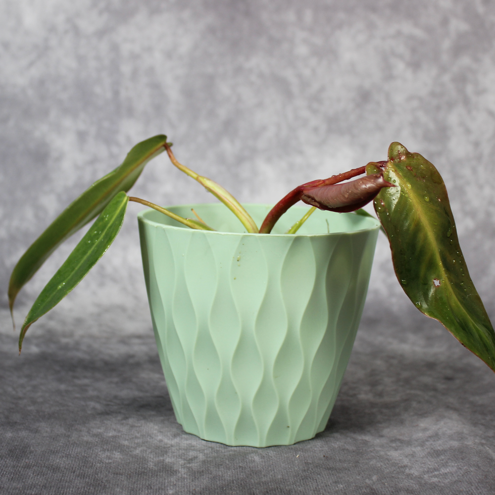 Philodendron Spiritus-Sancti