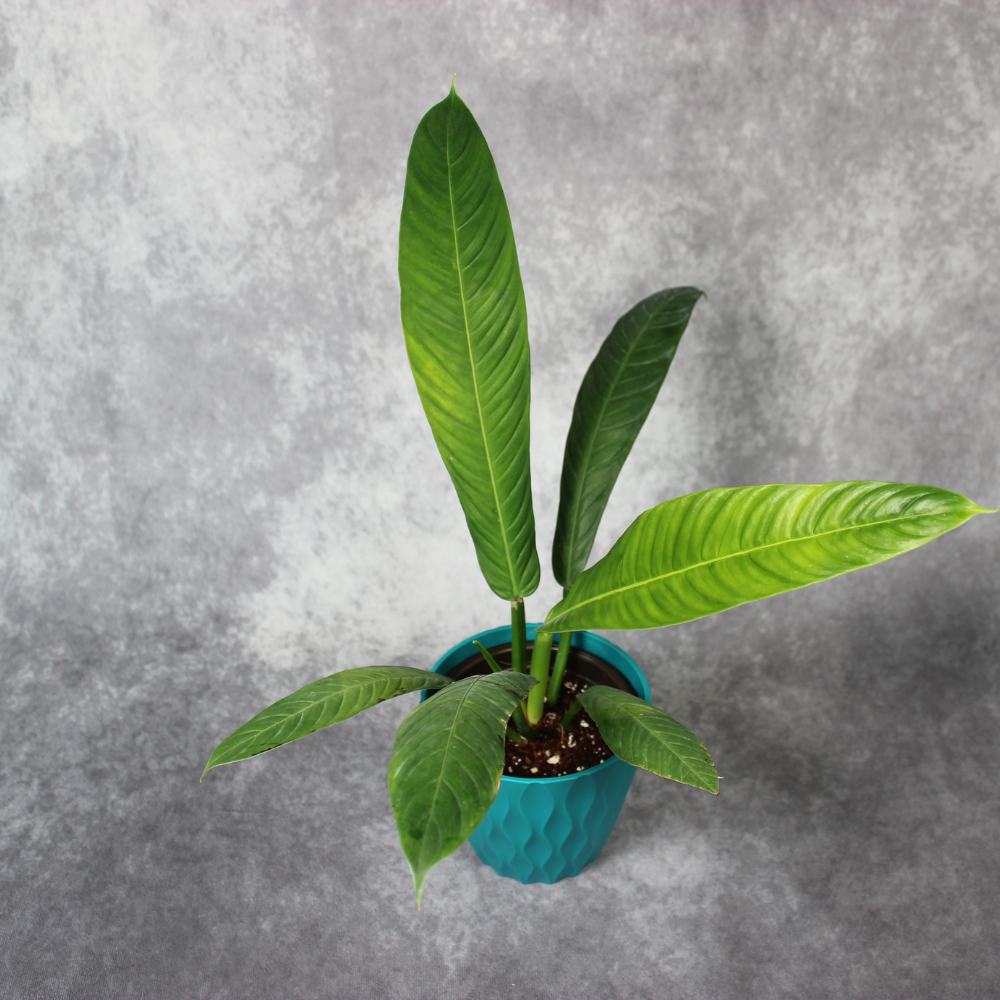 Philodendron Lynette Campii