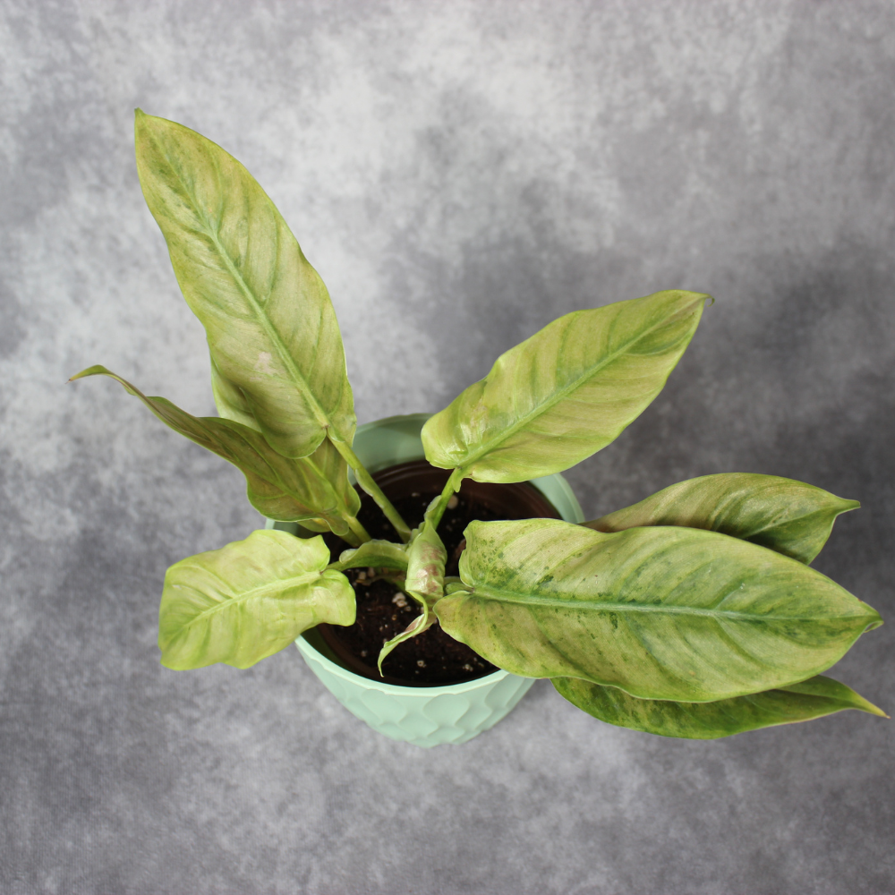 Philodendron Subhastatum Variegated Balleroy