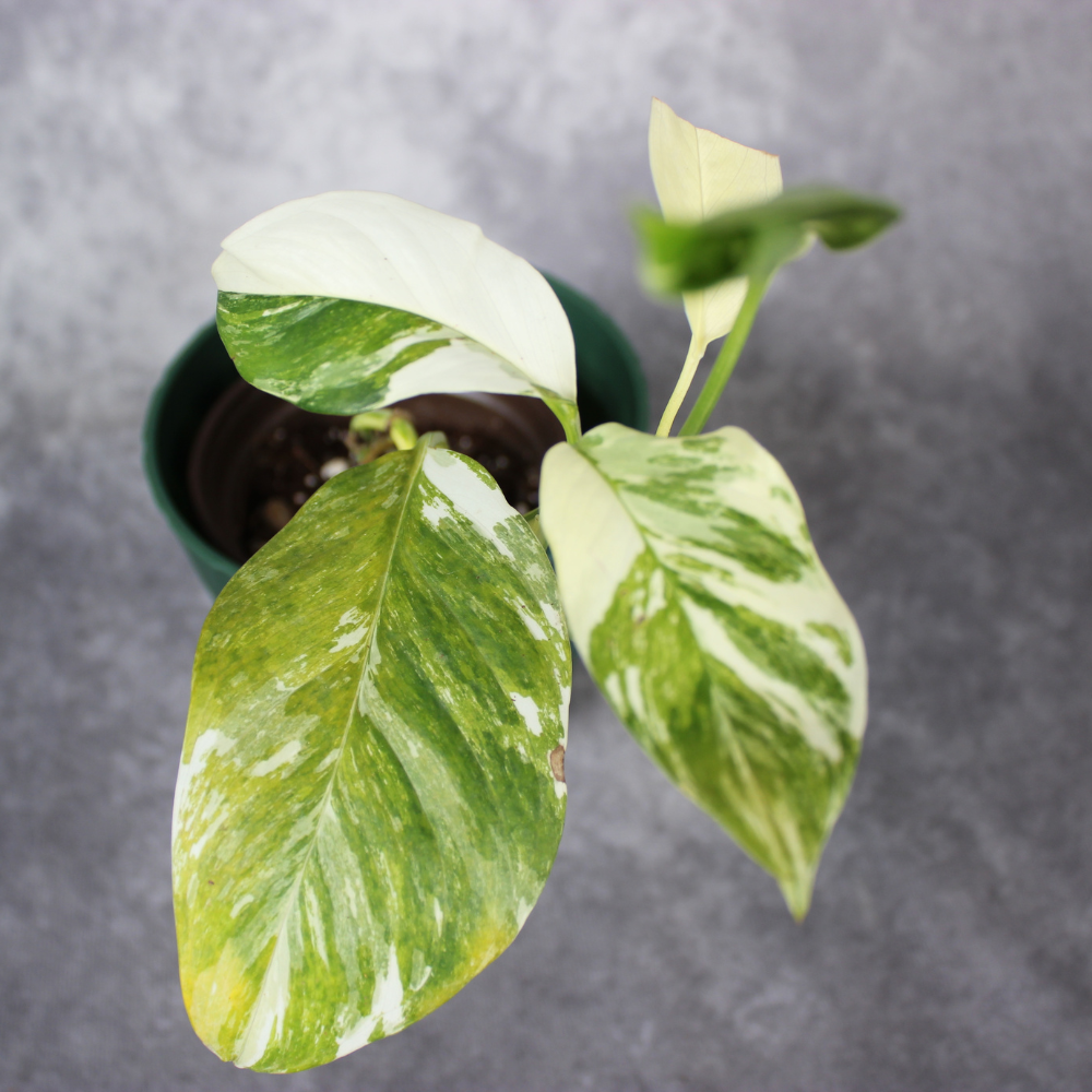 Monstera Lechleriana - Variegated