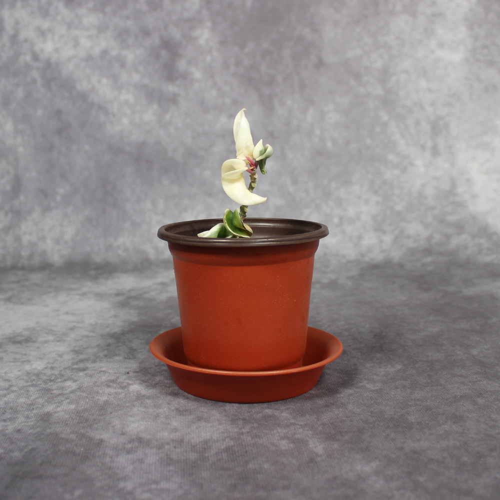 Hoya Carnosa Compacta Margin Variegated