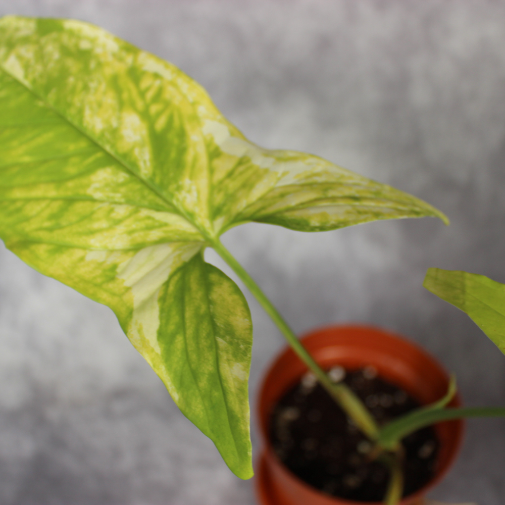 Syngonium Podophyllum Yellow Variegata