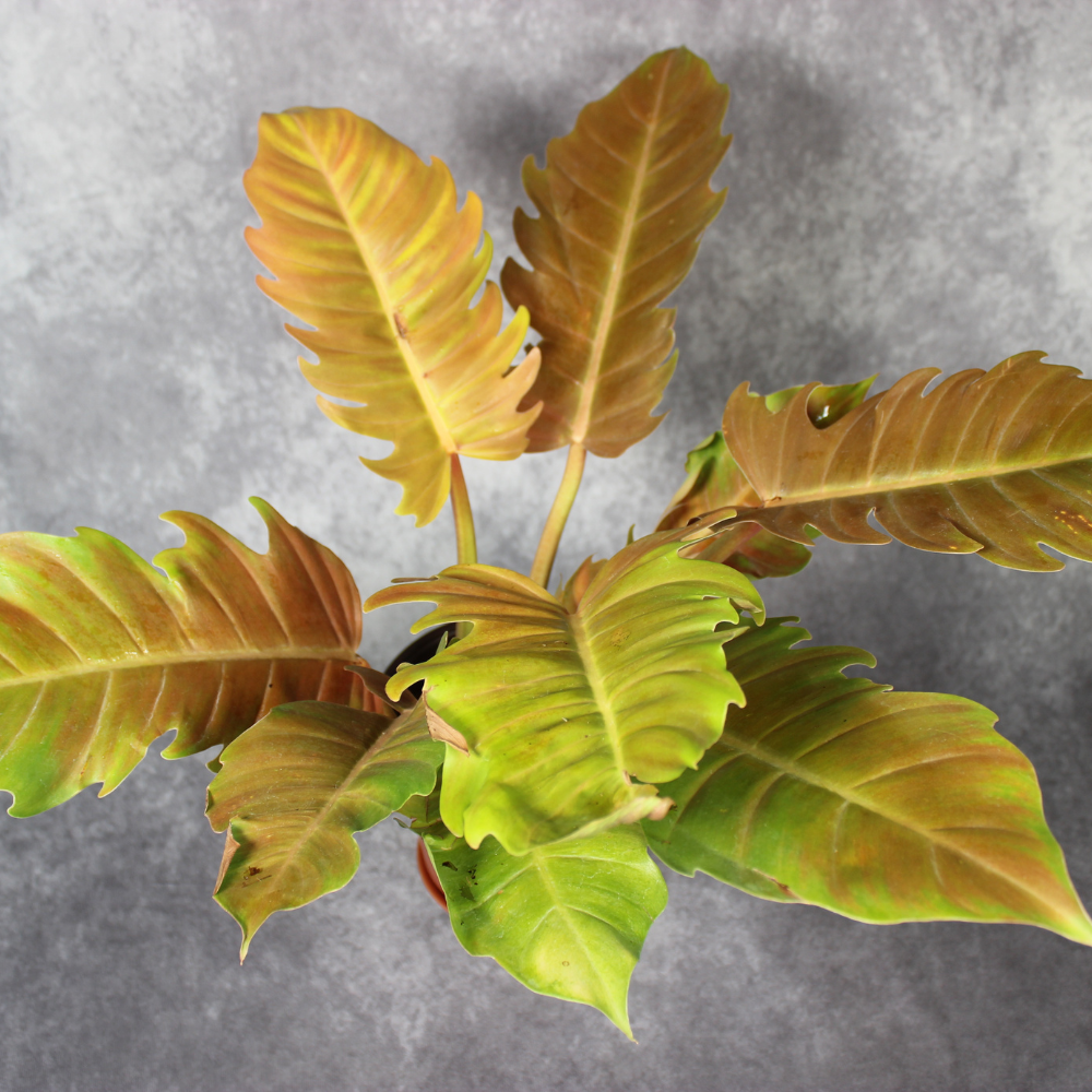 golden serratum philodendron Philodendron Golden Serratum – Odd Leaf