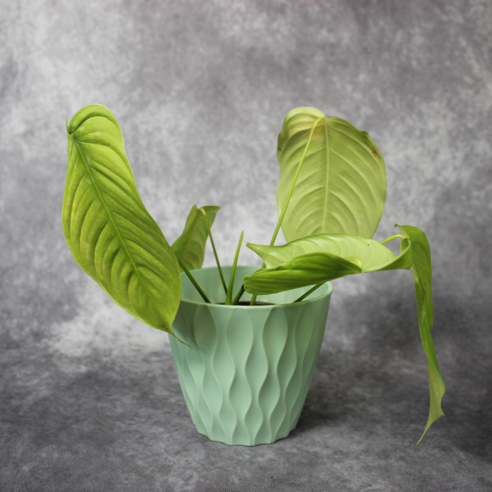 Philodendron Tenue Big Leaves