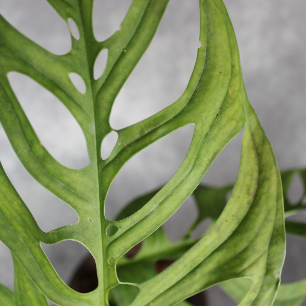 Monstera Esqueleto